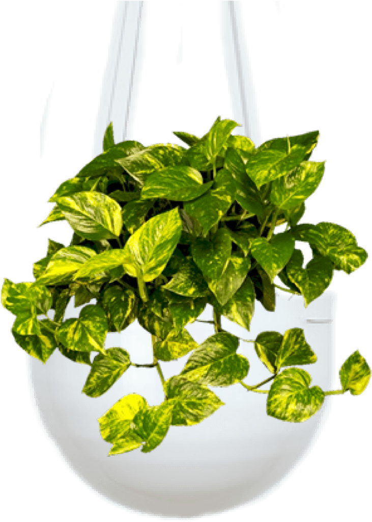 Devil's Ivy - Devils Ivy Money Plant (1920x1920), Png Download