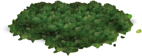 Chicago Relish - Shortleaf Black Spruce (622x400), Png Download