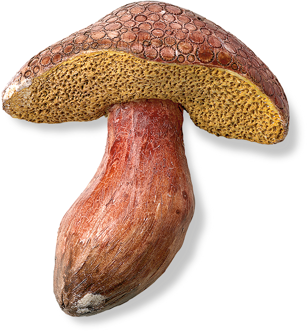 Original Mushroom - The Original Mushroom (800x800), Png Download