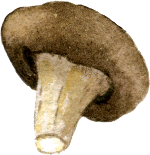 Mushrooms - Pleurotus Eryngii (341x360), Png Download