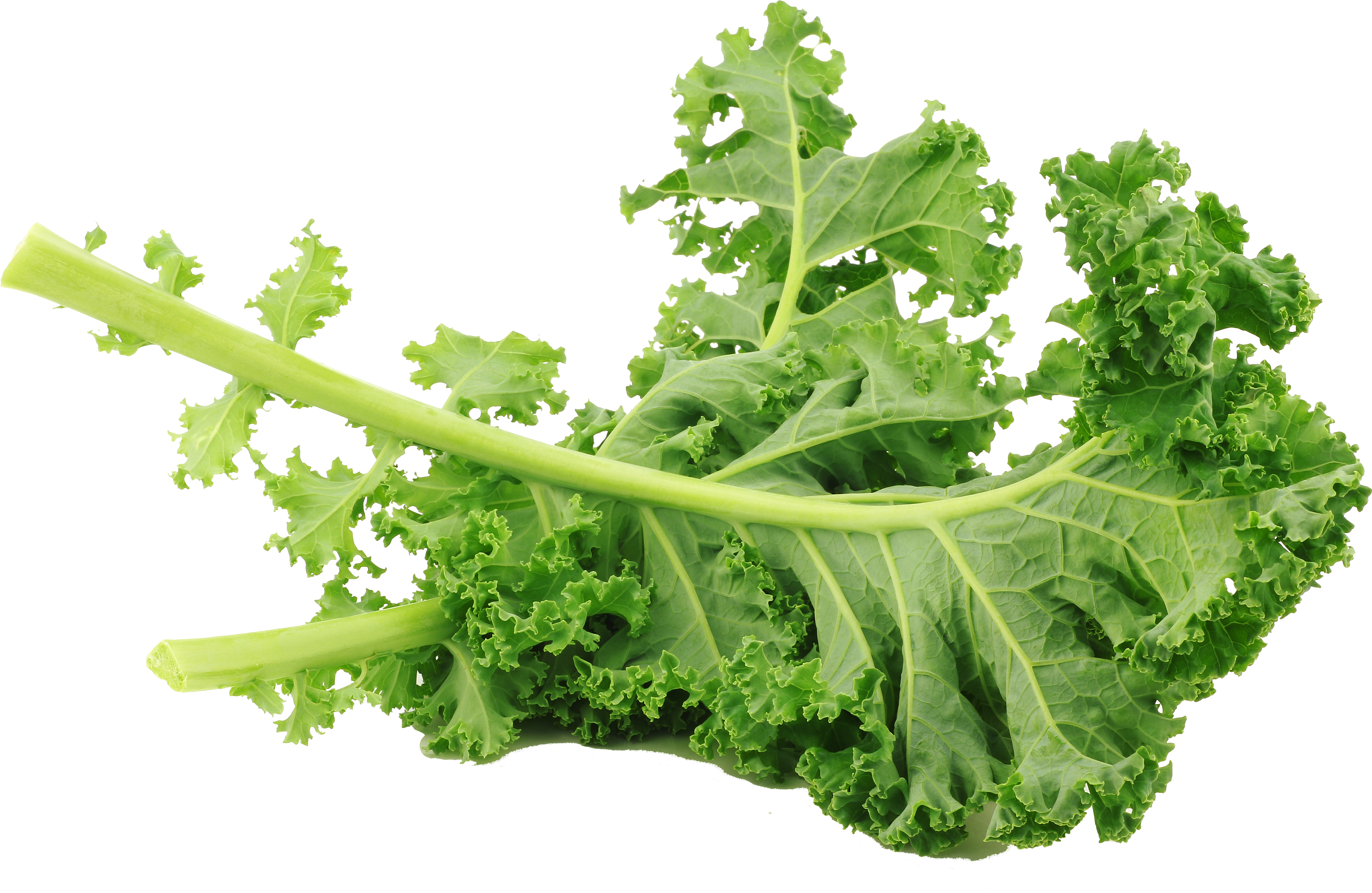 Kale Transparent Lacinato - Kale Leaves (4896x3264), Png Download