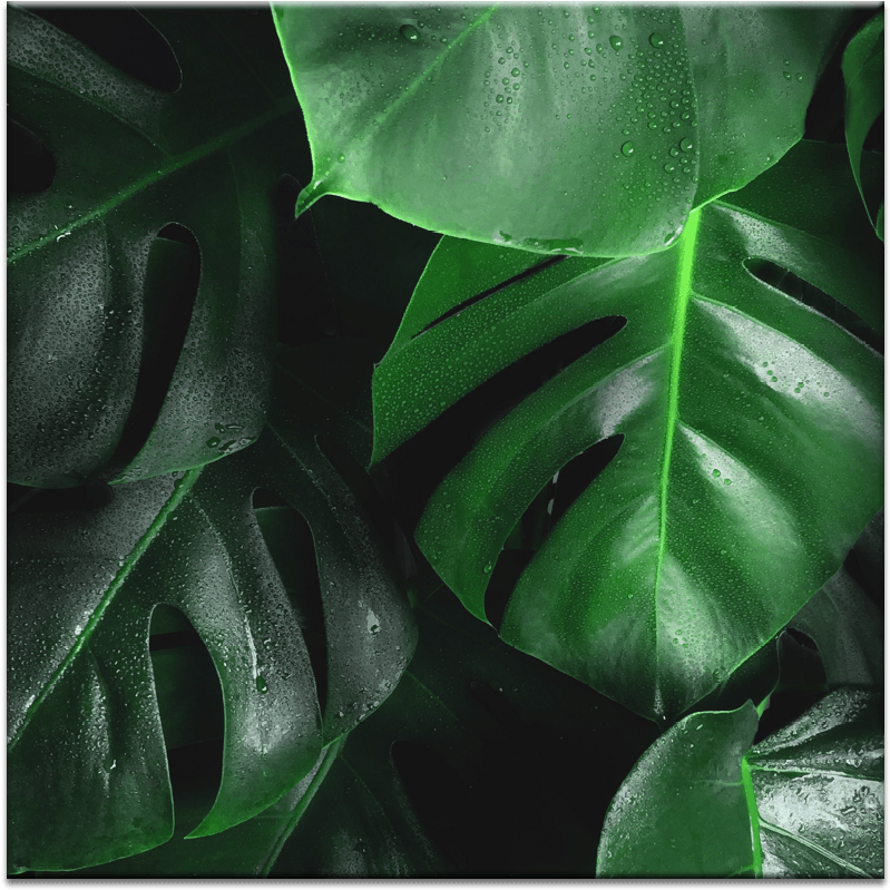 Leafy Green - Swiss Cheese Plant (900x900), Png Download