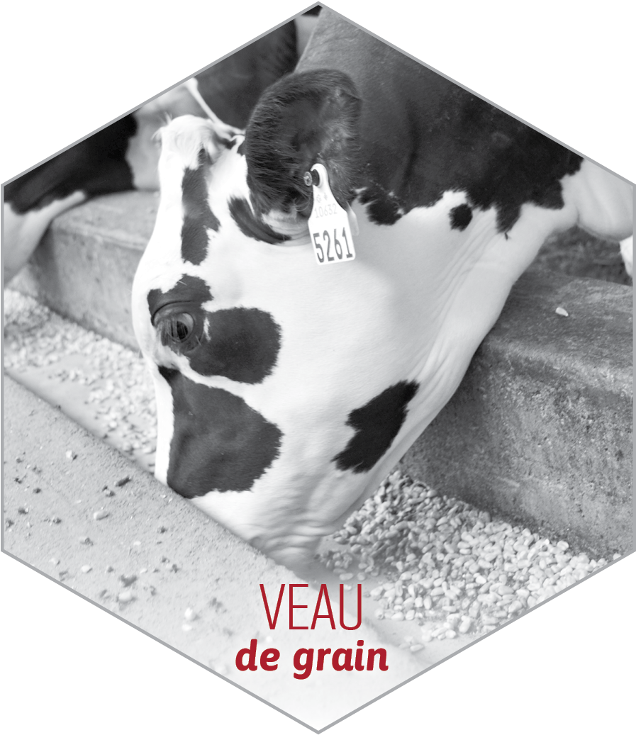 Veau-grain - Québec (1200x1200), Png Download