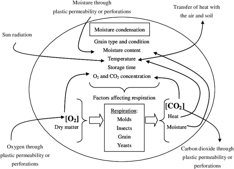 Diagram Of The Main Factors Affecting Respiration Of - Respiration Diagram (850x604), Png Download