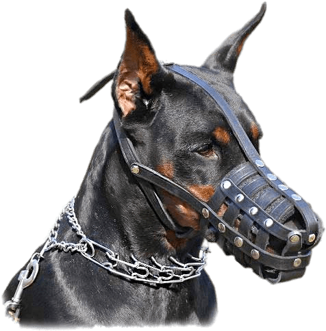 Dobermann Wearing Muzzle Png - Doberman Pinscher With Chain Collar (500x500), Png Download