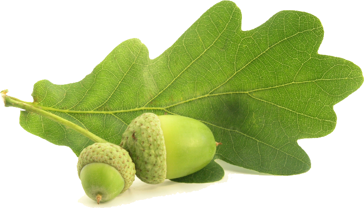 Acorn Animal Transparent Png Images Free Download 019 - Oak Leaf Gif (716x410), Png Download