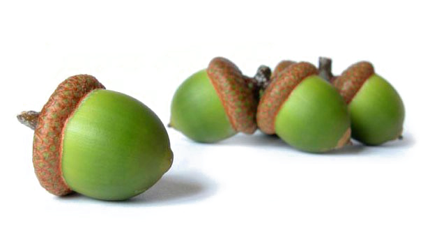 Acorn Transparent Background Png - Ama Physicians' Guide To Financial Planning (606x444), Png Download