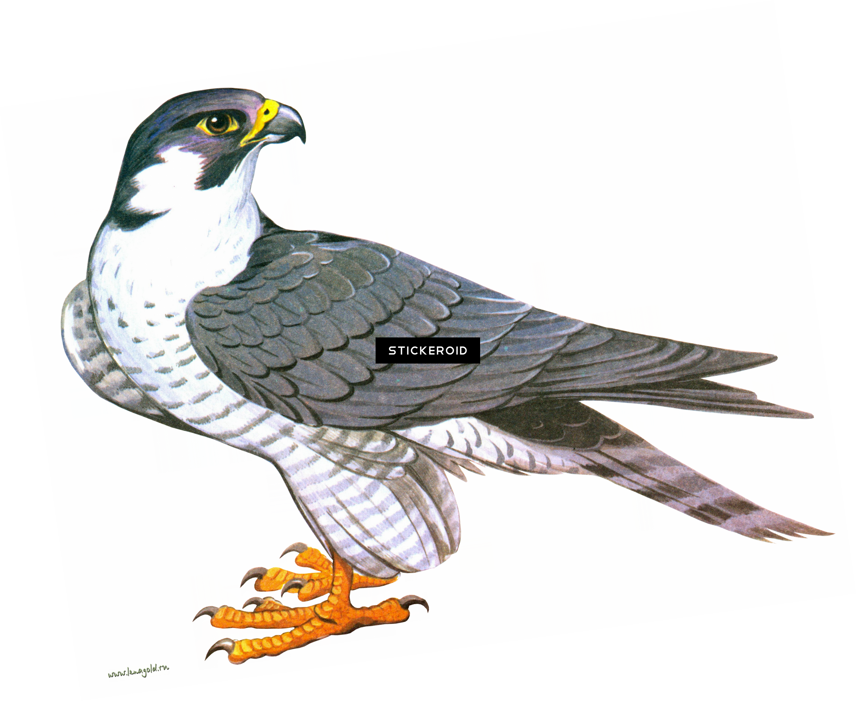 Falcon Animals - Clip Art Falcon Png (2947x2414), Png Download