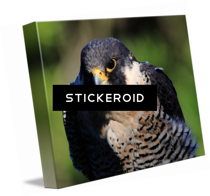 Peregrine Falcon Birds - Hawk (725x677), Png Download