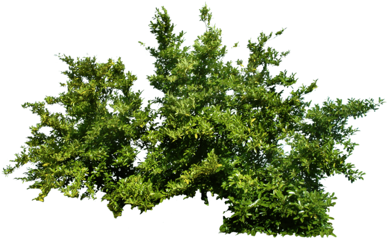 Free Png Bush Png Images Transparent - Green Bush Png (850x680), Png Download