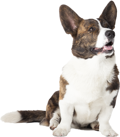 Cardigan Welsh Corgi Pricing - Cardigan Welsh Corgi (600x578), Png Download