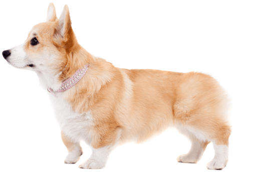 Looking For A Corgi Puppy Or Dog In Agoura Hills, California - Corgi Free (556x351), Png Download