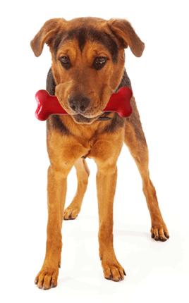 Dog Standing With Bone - Stock Photography (408x429), Png Download
