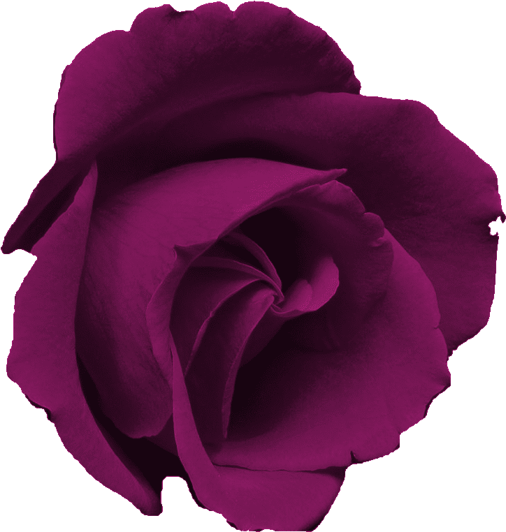Free Flower Clip Art Images - Rosa Morada Flor Png (761x854), Png Download
