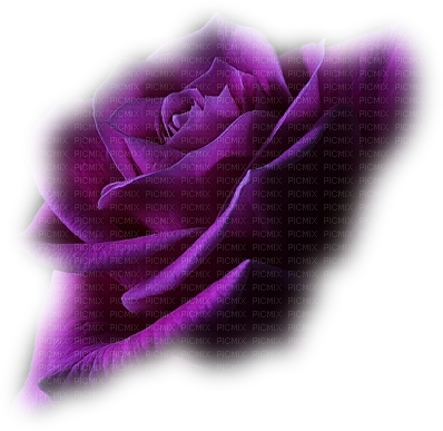 Minou Purple Rose Flower Lila Ros Blomma - Real Life Cute Pink Butterfly (398x387), Png Download