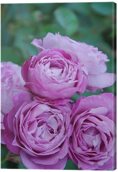 [lifestyle] Kartenbox Hard - Rosen (400x400), Png Download