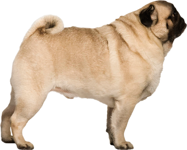 Pug 19 Oct 2018 - Pug Side Profile (640x513), Png Download
