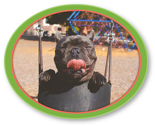 Always Ensure You Have A Good Vet Lined Up For Your - Pawsitive Vibes Funny Pun Dog T-shirt (500x409), Png Download