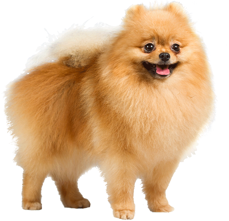 most beautiful pomeranian