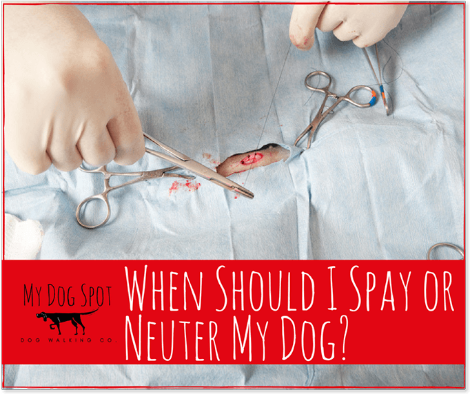 When Should I Spay Or Neuter My Dog - My Dog Spot (900x600), Png Download