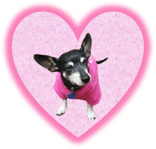 X - Toy Fox Terrier (550x527), Png Download