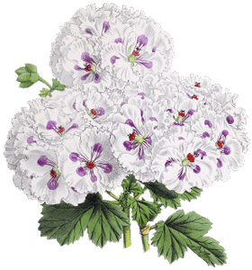 Flower Drawing - Address Book: Glossy And Soft Cover, Large Print, Font, (400x400), Png Download