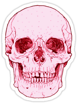 Tumblr Stickers - Anatomically Correct Skull Outline (375x360), Png Download