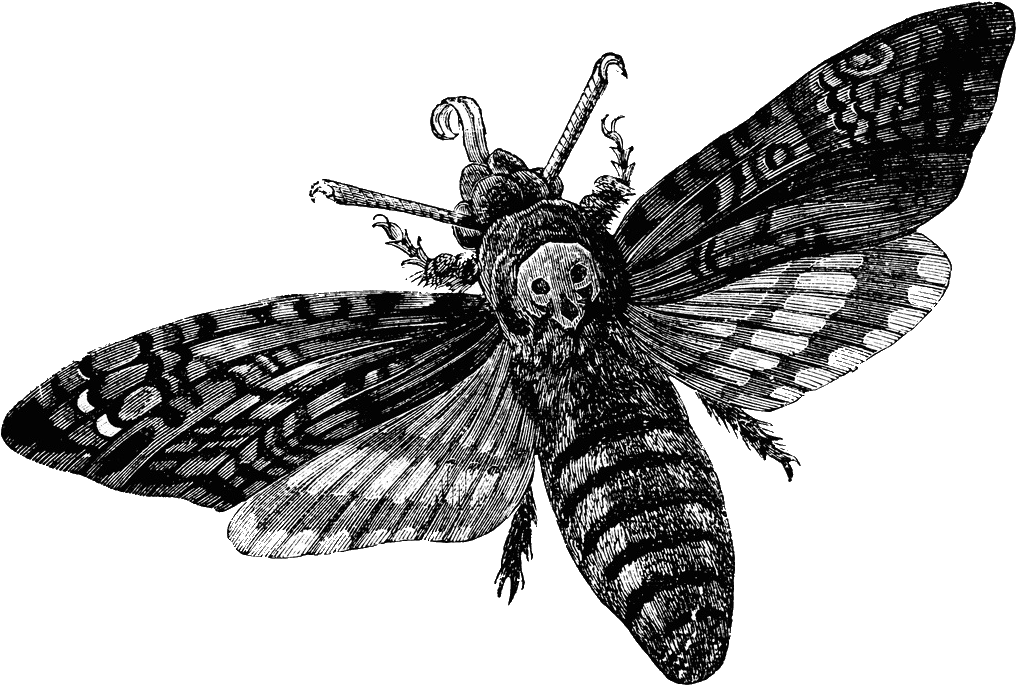 Moth Clipart Transparent Tumblr - Death Head Moth (1024x691), Png Download