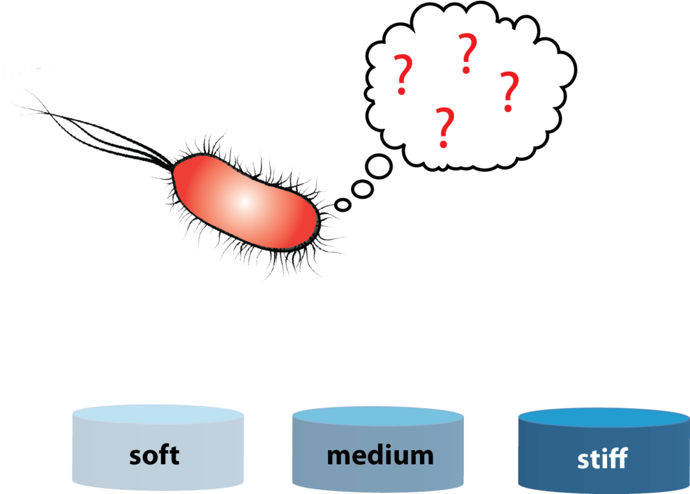 Rigidity Sensing In Bacteria - Bacteria (1000x708), Png Download