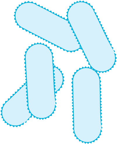 Bacteria Png Picture (408x500), Png Download