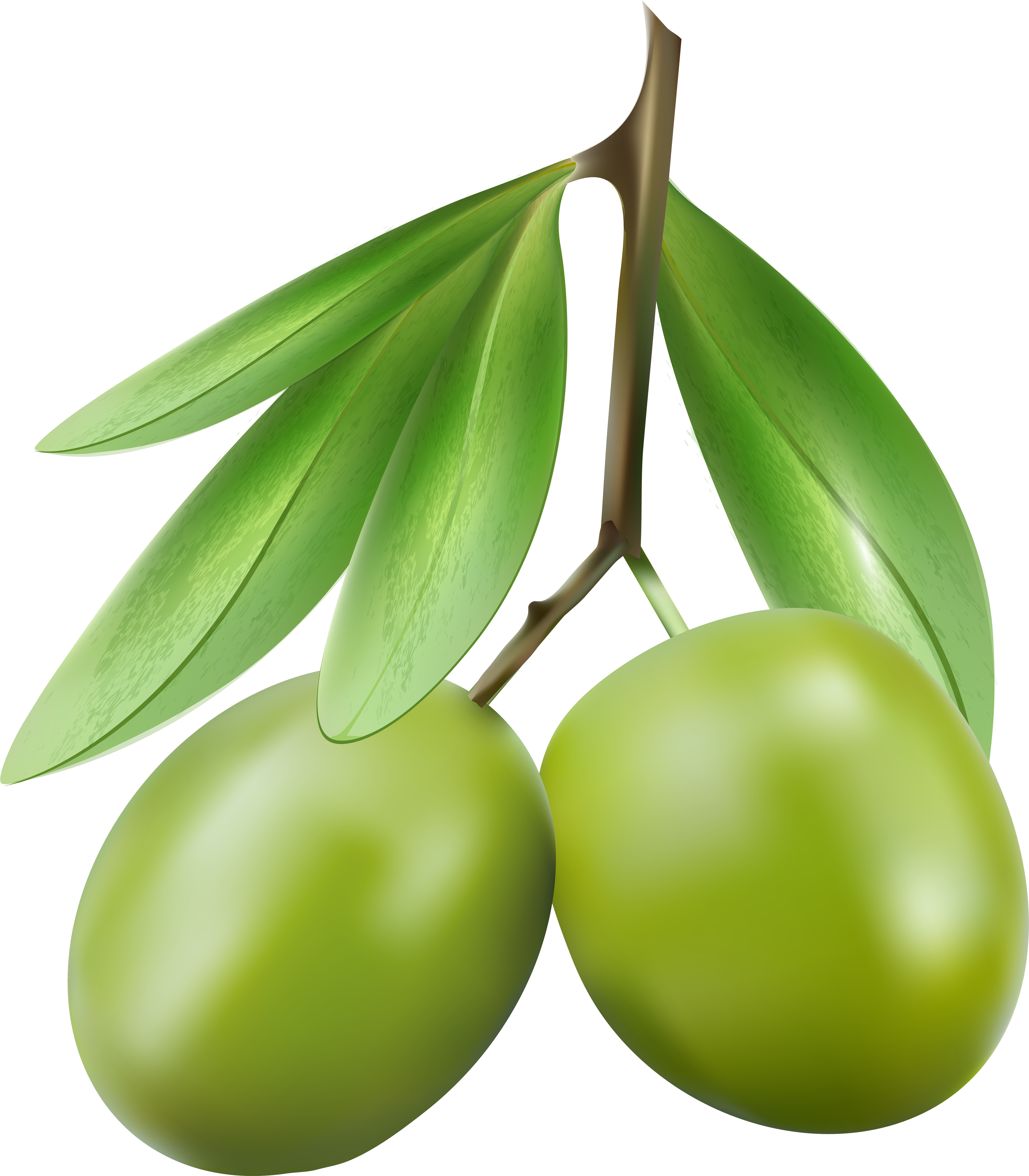 Hand Painted Olives Watercolor Clipart - Portable Network Graphics (5252x6000), Png Download