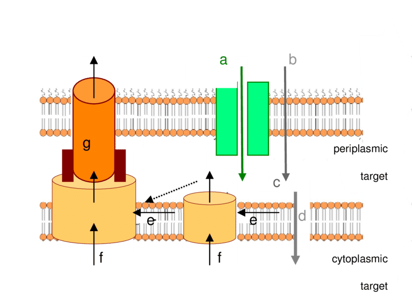 Antibiotic Transport Through The Membranes Of Gram-negative - Diagram (850x619), Png Download