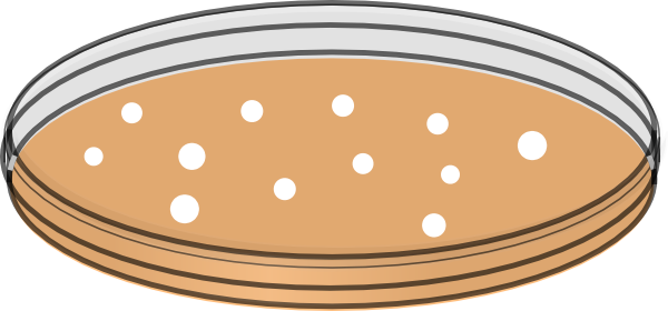 Vector Bacteria Petri Dish - Petri Dish Clip Art (600x280), Png Download