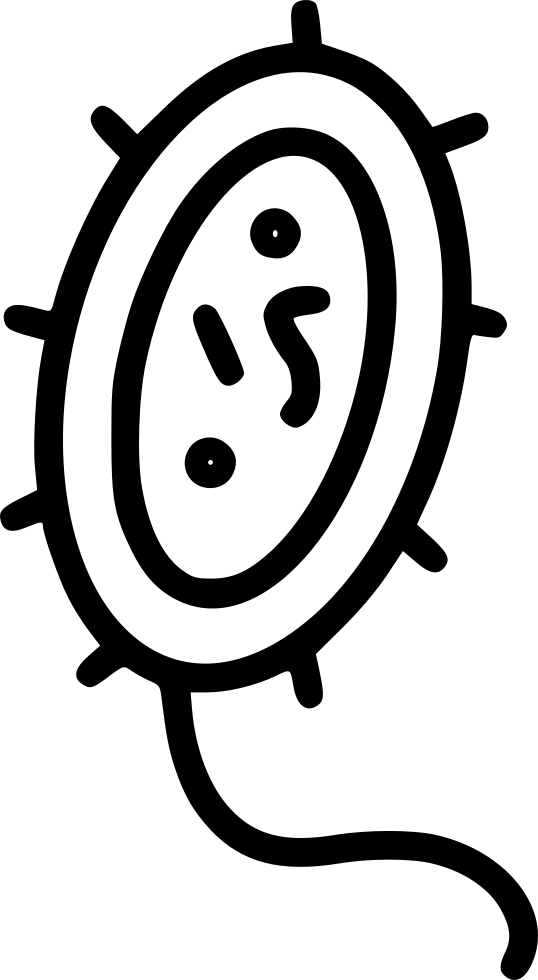 Bacteria Comments - Antimicrobial (538x980), Png Download