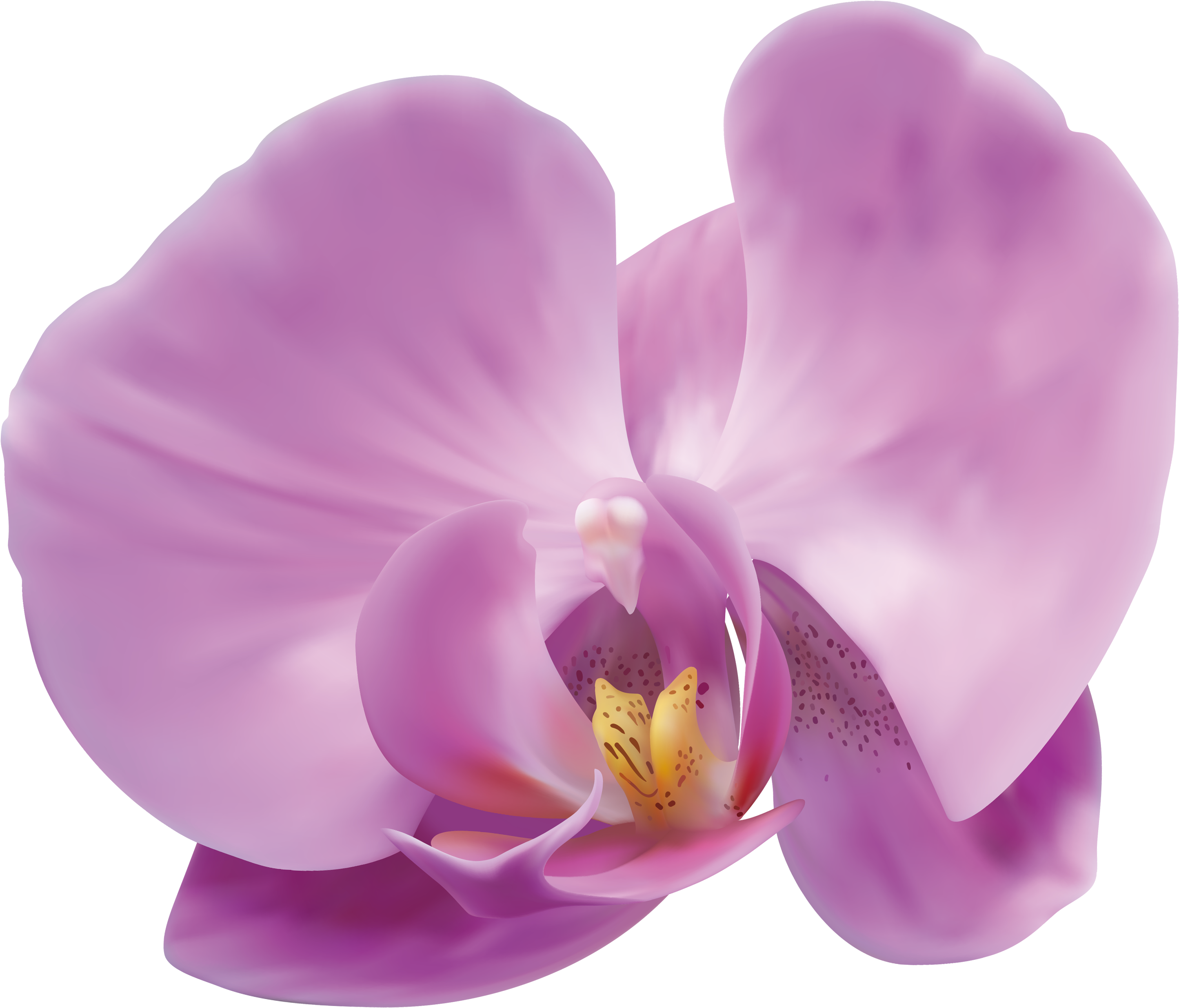 Pink Orchid Png (2981x2594), Png Download