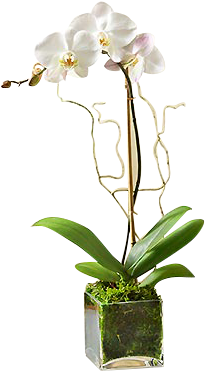 White Orchid Plant - White Phalaenopsis Orchid - Flowers By 1-800 Flowers (345x377), Png Download