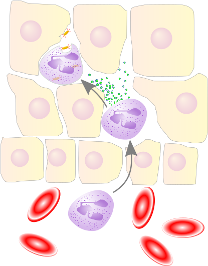 Neutrophil Granulocyte Migrates From The Blood Vessel - Phagozytose (440x556), Png Download