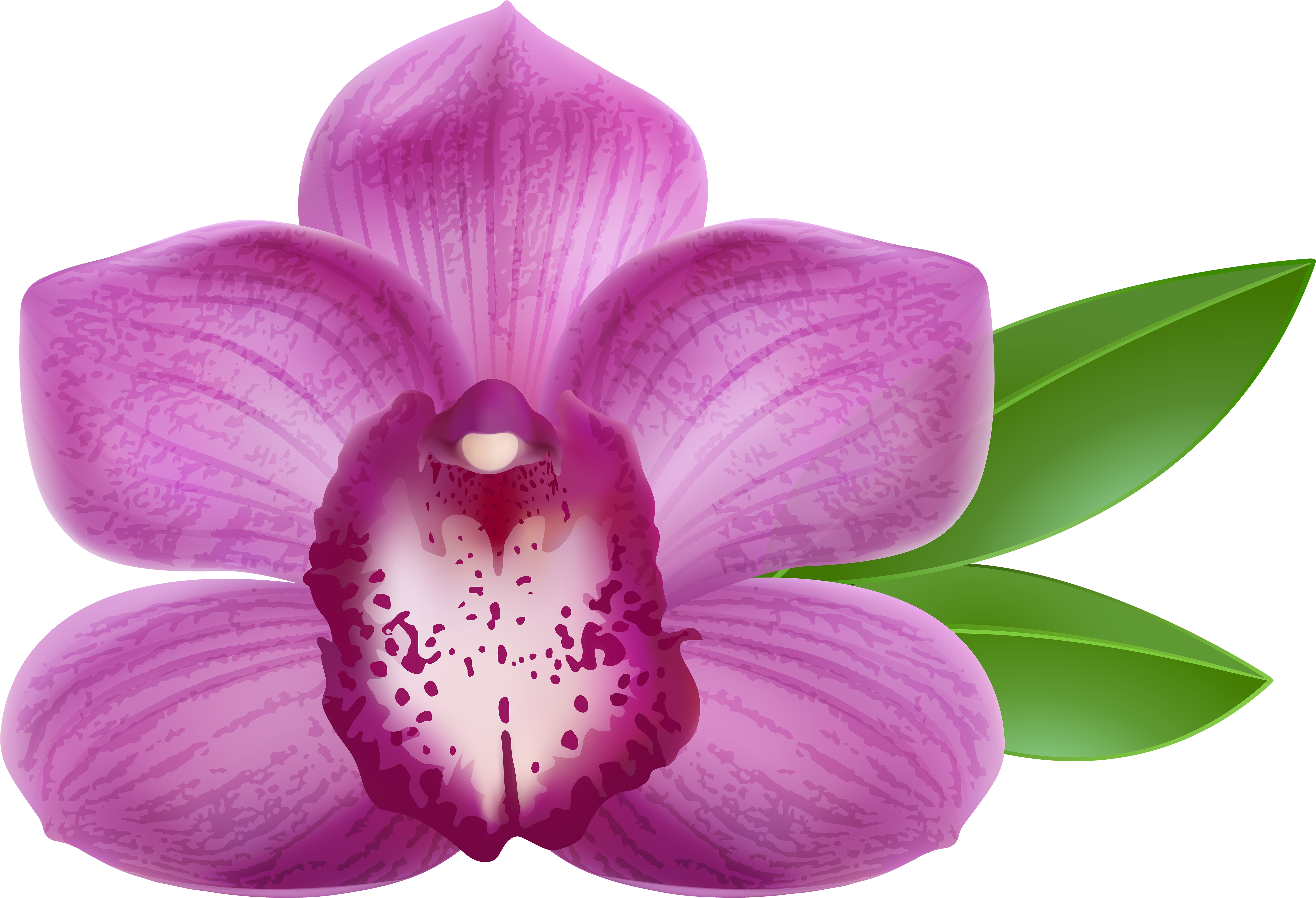 Transparent Background Orchid Clipart (6000x4093), Png Download
