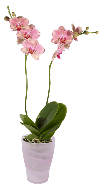 Phalaenopsis Orchid, Pink Pot - Transparent Orchid Pot Png (500x611), Png Download