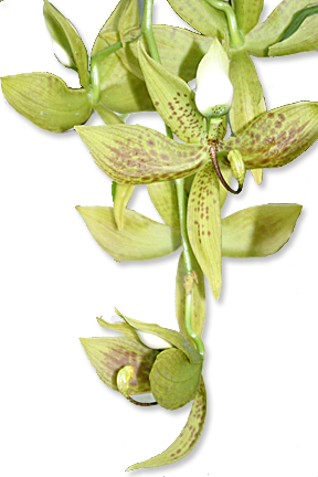 Vermont Greenhouse Orchids - Png Transparent Orchid Green (288x432), Png Download