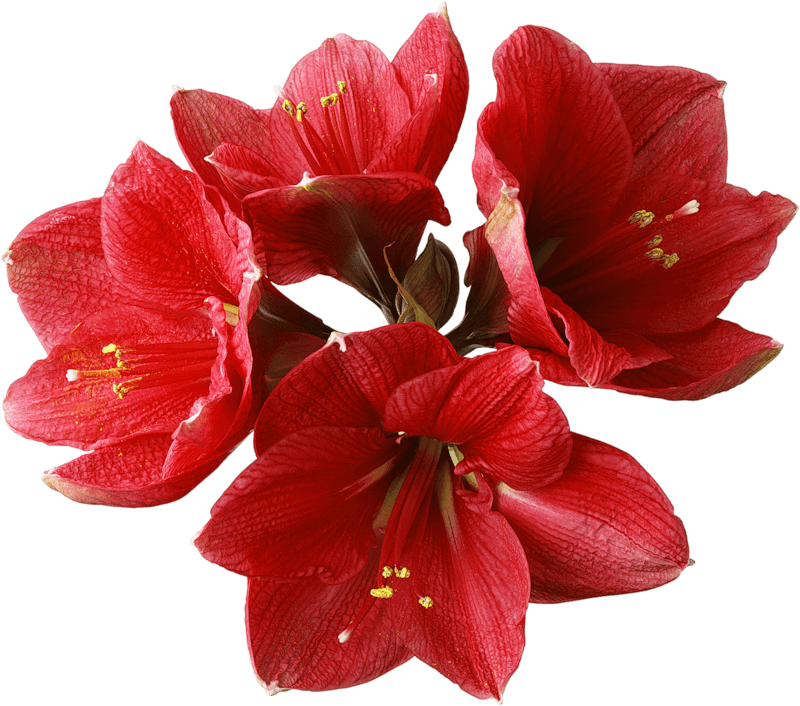Flowers - Red Orchid Flower Png (800x706), Png Download