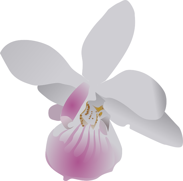 Go To Image - Orchid Clip Art (594x588), Png Download