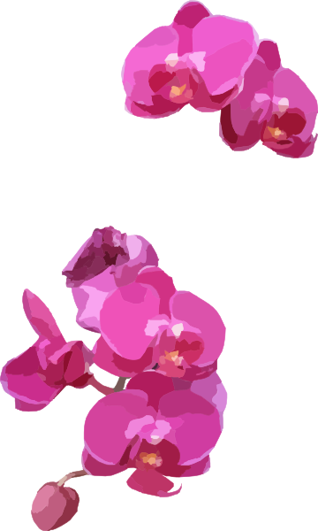 Small - Pink Orchid Clipart (360x600), Png Download