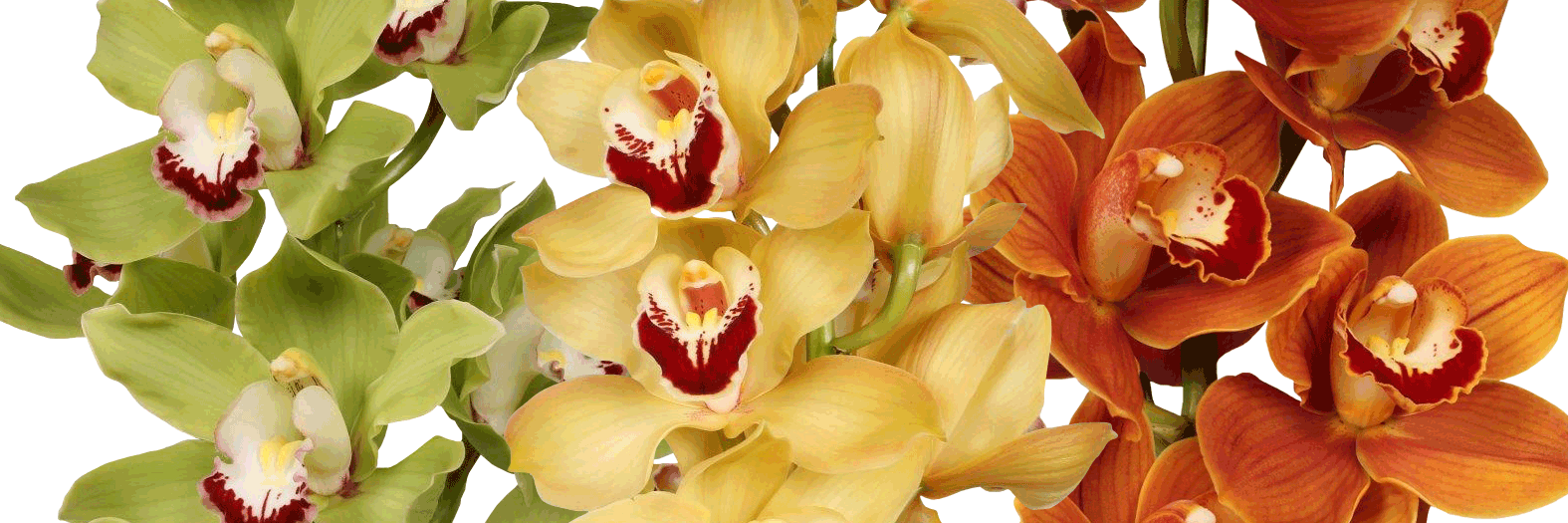 Dreisbach Wholesale Florists (1575x525), Png Download