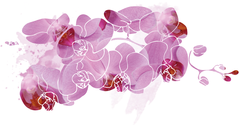 Little Kolibri Orchids Fountain Flower For A Long Time - Illustration (996x412), Png Download