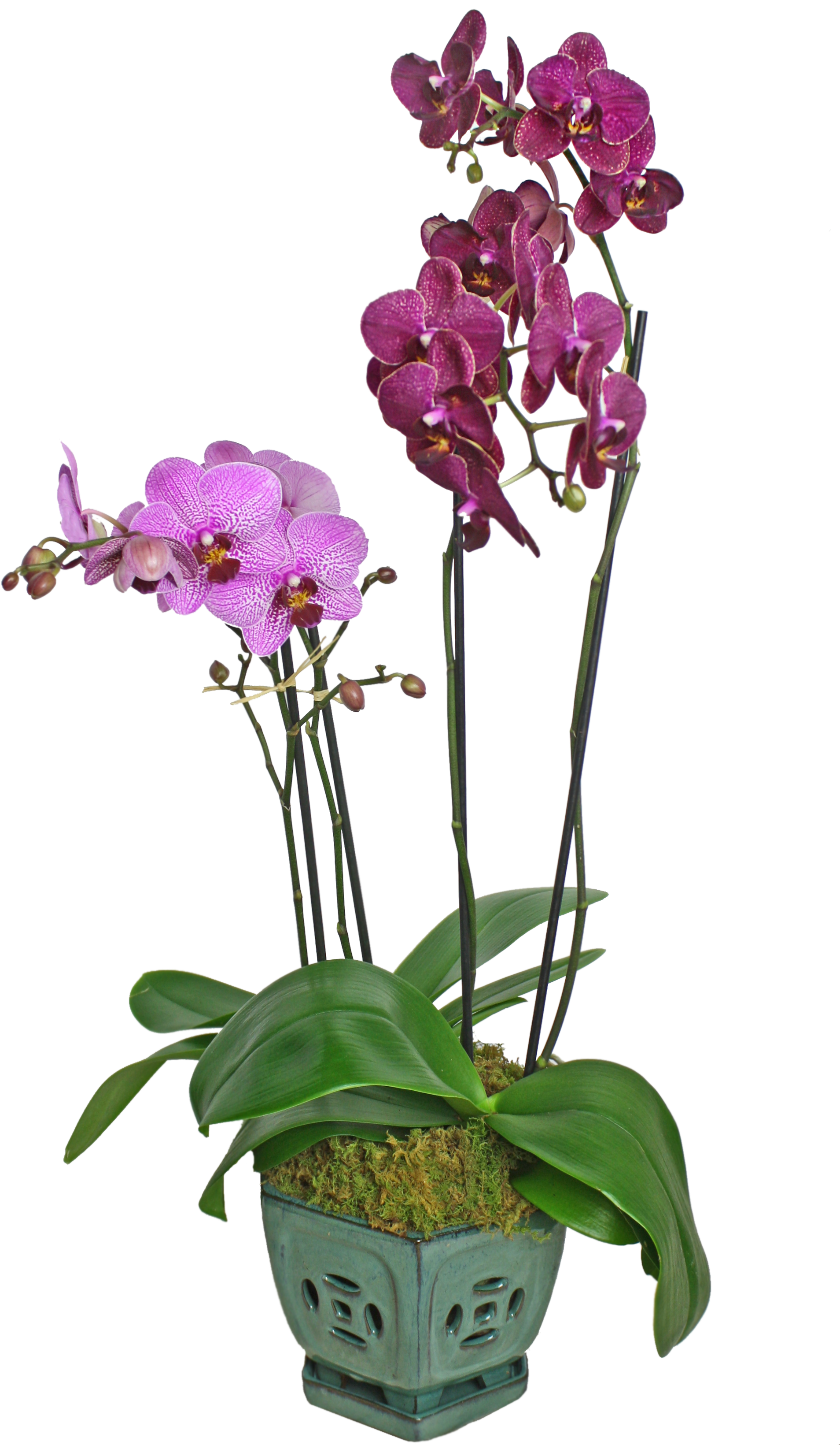 Colorful Orchid Display - Orchids (2189x3283), Png Download