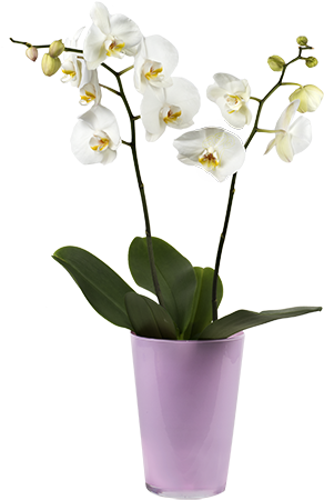 White Orchid - Orchidea Png (480x480), Png Download
