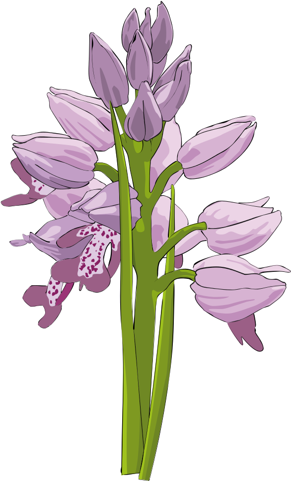 Free To Use &, Public Domain Orchid Flower Clip Art - Orchid Cliparts (469x774), Png Download