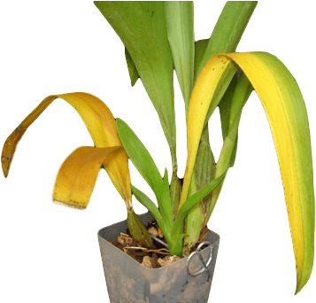 Yellowing Of Dendrobium Leaves (400x341), Png Download
