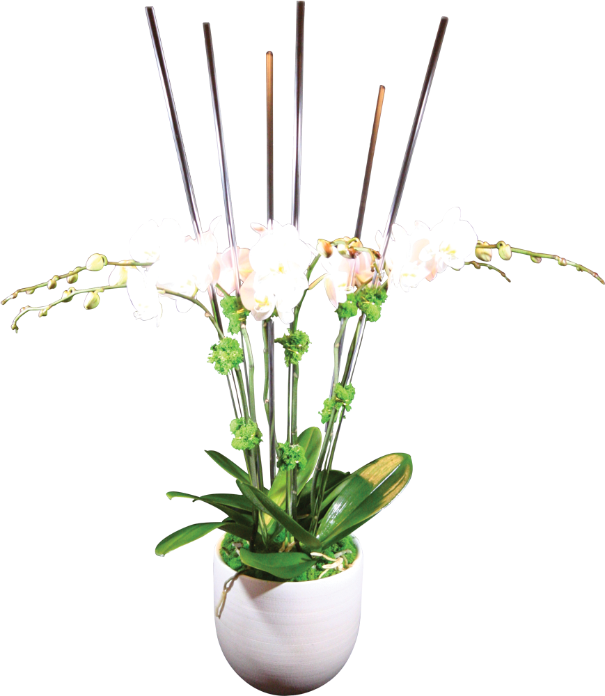 6-stem Phaelanopsis Orchid - Fleurum (1000x1000), Png Download